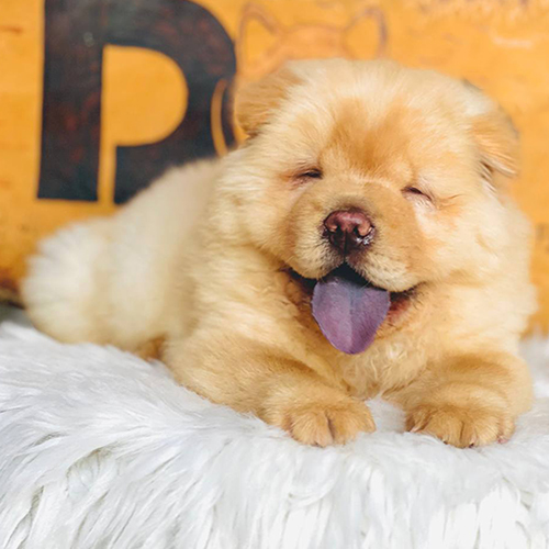Chó Chow Chow con màu vàng kem nằm trên đệm lông trắng