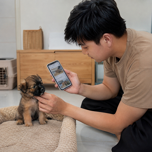 Người mua kiểm tra thông tin chó con giá rẻ trên điện thoại trước khi quyết định đặt cọc