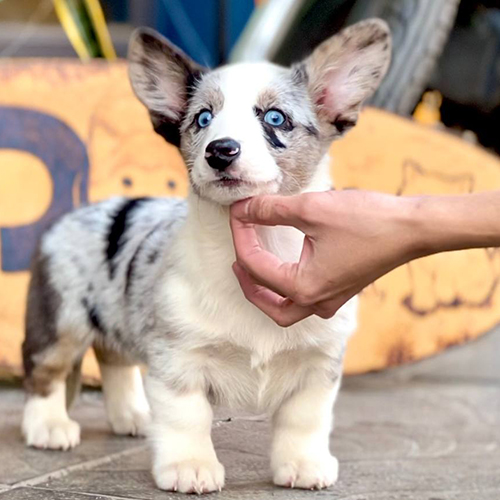 Chó Corgi blue merle 2–3 tháng tuổi đứng trên nền gạch