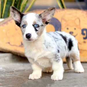 Chó Corgi Cardigan đực Blue Merle mắt xanh giấy VKA 2 tháng