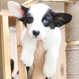 Chó Corgi Pembroke đen trắng với hai màu mắt khác nhau và dáng chân ngắn