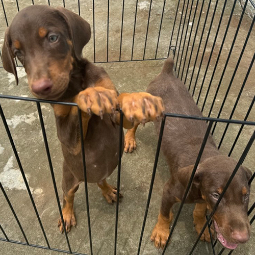 Hai chó Doberman con màu nâu vàng trong khu quây cần kiểm tra sức khỏe và nguồn gốc trước khi mua