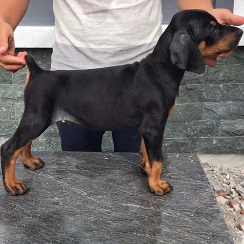 Chó Doberman nhỏ thực chất là chó con 2 đến 4 tháng tuổi