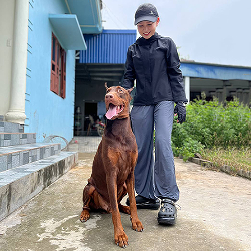 Chó Doberman Pinscher màu nâu đỏ đứng cạnh người chăm sóc ngoài trời