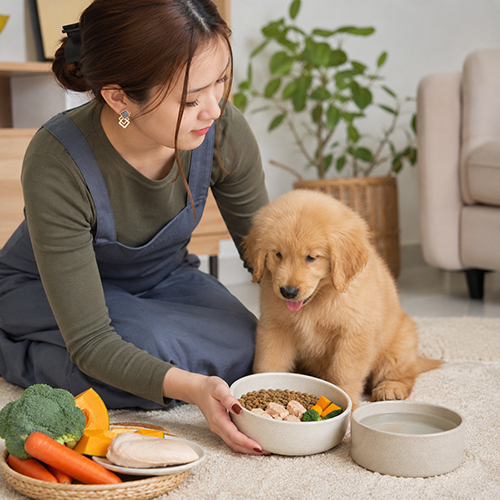 Chó Golden Retriever con bên bát thức ăn và nước sạch