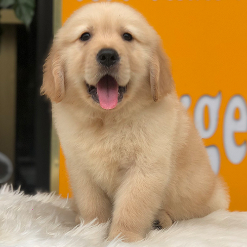 Chó Golden con 2 tháng tuổi lông vàng, mặt hiền và thân thiện