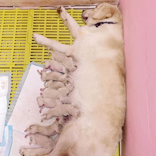 Đàn chó Golden Retriever sơ sinh đang bú mẹ