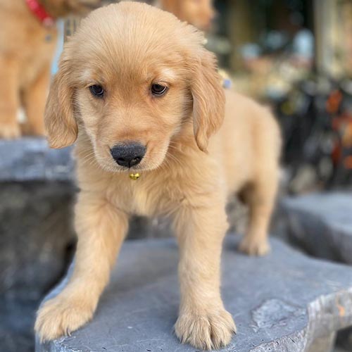 Chó Golden Retriever con minh họa lưu ý khi mua Golden giá rẻ