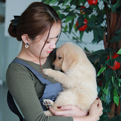 Chó Golden con có bộ lông ngắn khi còn nhỏ