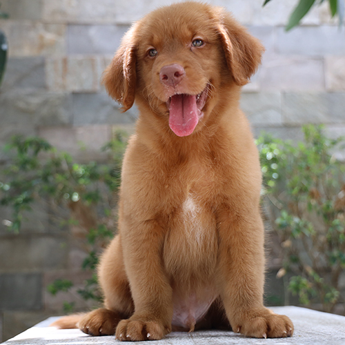 Chó Golden vàng đậm đực 2 tháng tuổi, lông dày và mặt hiền