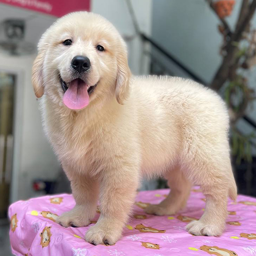 Chó Golden vàng kem 2 tháng tuổi đứng rõ dáng, lông dày và mặt hiền