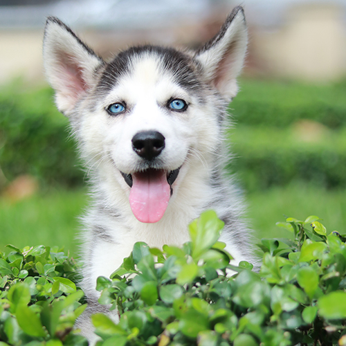 Chó Husky mắt xanh nhìn thẳng, tai dựng và gương mặt lanh lợi