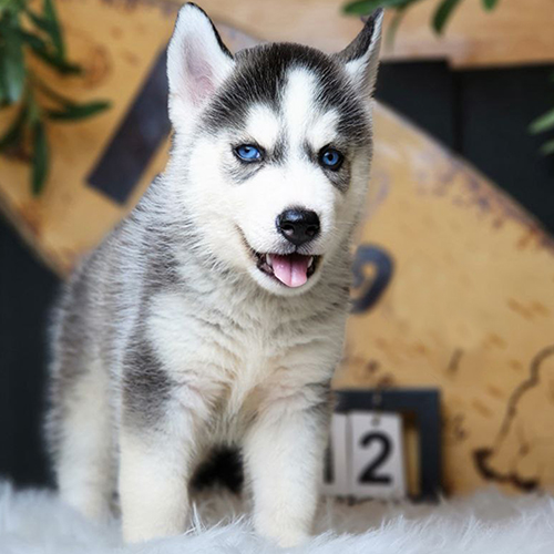 Chó Husky pet đen trắng mắt xanh, ngoại hình dễ thương phù hợp nuôi trong gia đình