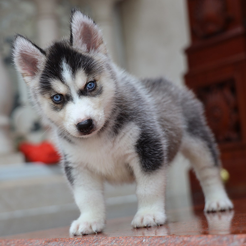Chó Husky con đen trắng mắt xanh, form cân đối và gương mặt sáng