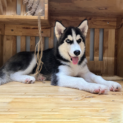 Chó Husky Sibir đen trắng nằm trên nền gỗ, gương mặt lanh lợi và bộ lông dày