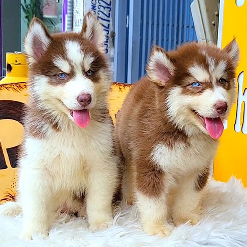 Hai bé chó Husky Wooly màu nâu đỏ với bộ lông dài, bồng và mắt sáng