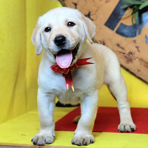 Chó Lab con màu vàng đứng trên nền sáng tại Chạm Pets