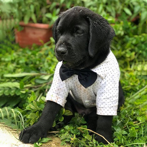 Chó Lab đen con ngồi trên thảm cỏ, gương mặt hiền