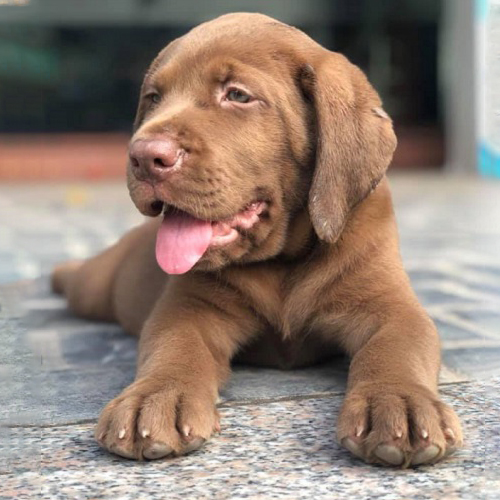 Chó Lab nâu chocolate con nằm thư giãn, gương mặt hiền