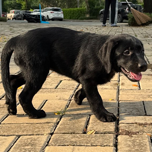 Bé Labrador màu đen nhìn khỏe khoắn và gọn gàng