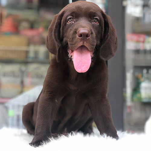 Chó Labrador Retriever nâu socola có bộ lông trầm và sâu hơn chó vàng