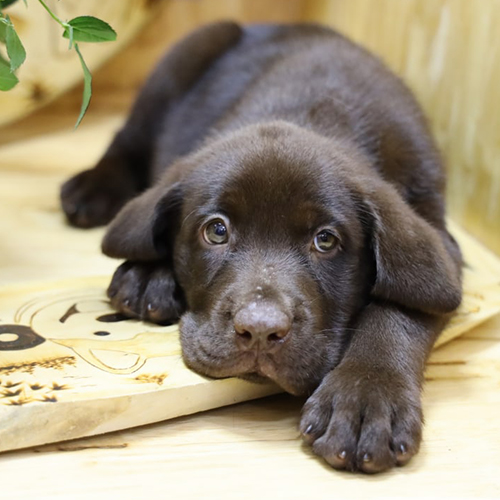 Bé Labrador màu nâu nằm thư giãn trên nền gỗ