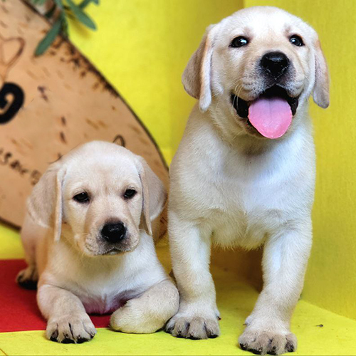 Labrador pet không giấy