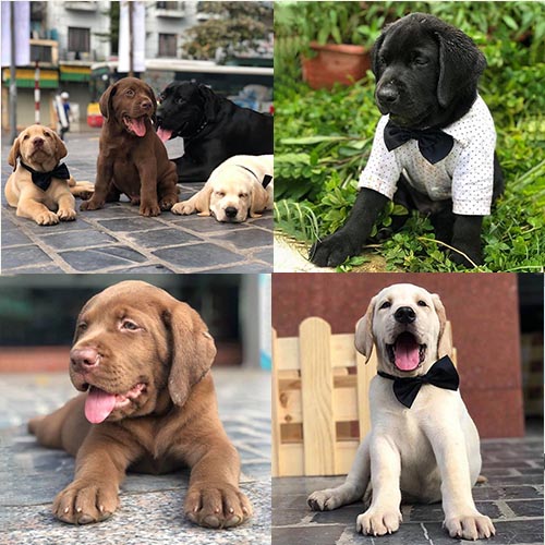 Labrador thuần chủng có giấy