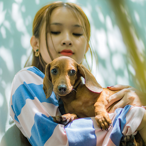 Chó Lạp Xưởng Dachshund màu vàng nâu được bế trên tay