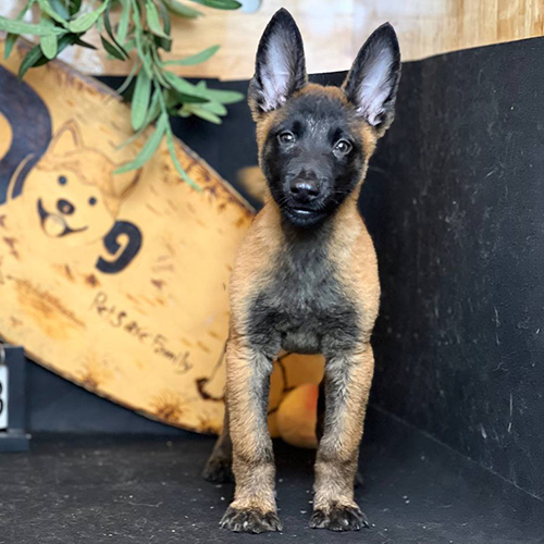 Chó Béc Bỉ Malinois con 2–3 tháng tuổi màu vàng đen, tai dựng và mặt nạ đen