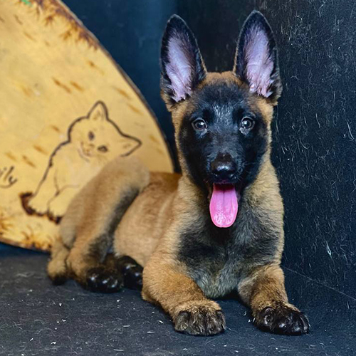 Chó Malinois Béc Bỉ con màu vàng đen, tai dựng và mặt nạ đen rõ