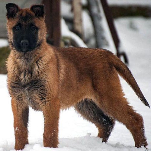Chó Malinois Béc Bỉ nhập Nga 4 tháng tuổi màu vàng đen đứng trên nền tuyết