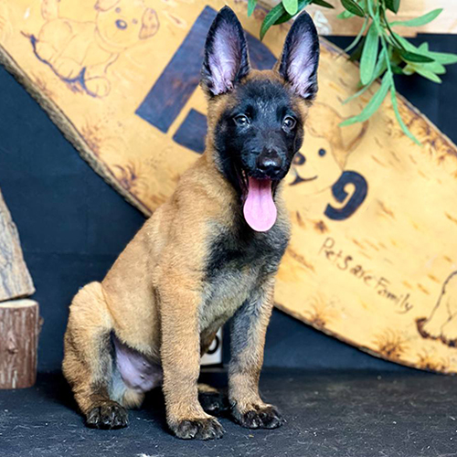 Chó Malinois con màu vàng đen, tai dựng và mặt nạ đen rõ