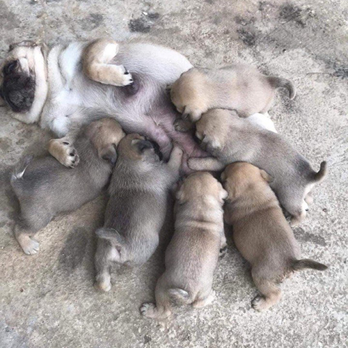 Chó mẹ Pug nằm cho đàn con bú trên nền xi măng