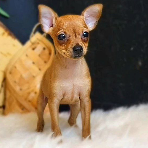 Chó Phốc Hươu có bộ lông ngắn màu vàng nâu đơn sắc