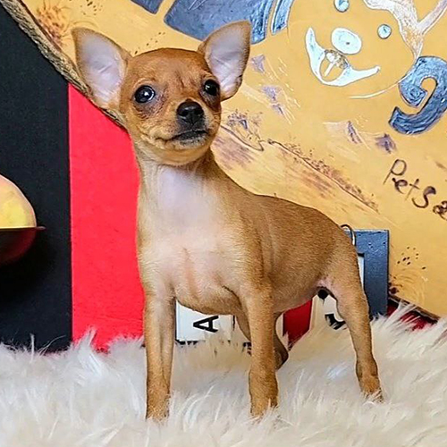 Chó Phốc hươu Minpin nâu vàng đứng trên thảm trắng