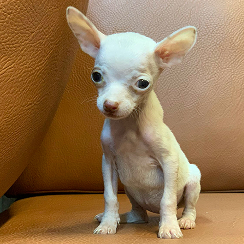 Chó Phốc hươu trắng mini 2 tháng tuổi ngồi trên ghế da