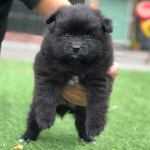 Chó Phốc Sóc đen hiếm gặp tại Chạm Pets
