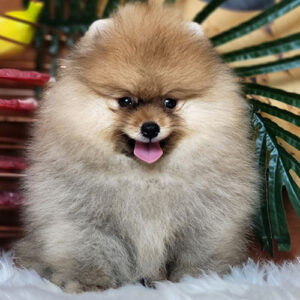 Chó Phốc Sóc đực thuần chủng có giấy VKA 2 tháng tuổi tại Chạm Pets