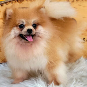Chó Phốc Sóc mặt cáo trưởng thành tại Chạm Pets