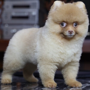 Chó Phốc Sóc mặt gấu vàng nhạt tại Chạm Pets