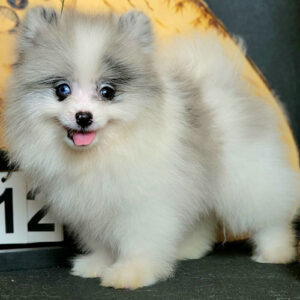 Chó Phốc Sóc màu blue merle