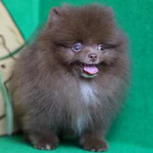 Chó Phốc Sóc màu nâu chocolate tại Chạm Pets