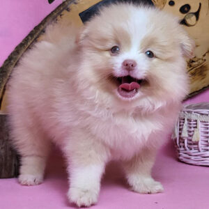 Chó Phốc Sóc parti kem trắng 2 tháng tuổi tại Chạm Pets