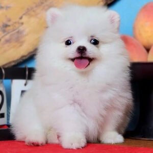 Chó Phốc Sóc trắng cái 2 tháng tuổi tại Chạm Pets