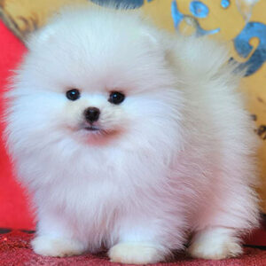 Chó Phốc Sóc trắng lông xù tại Chạm Pets