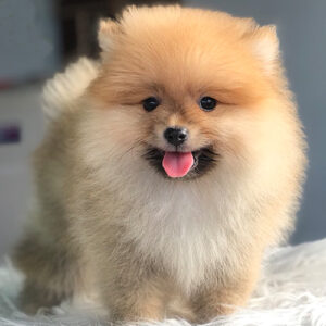 Chó Phốc Sóc vàng 2 tháng tuổi
