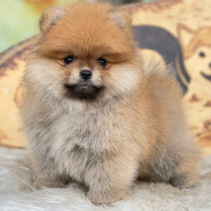 Chó Phốc Sóc vàng cam đực 2 tháng tuổi tại Chạm Pets