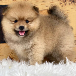 Chó Phốc Sóc vàng đực 2 tháng tuổi tại Chạm Pets
