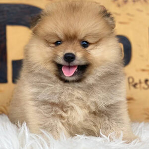 Chó Phốc Sóc vàng đực không giấy 2 tháng tuổi tại Chạm Pets